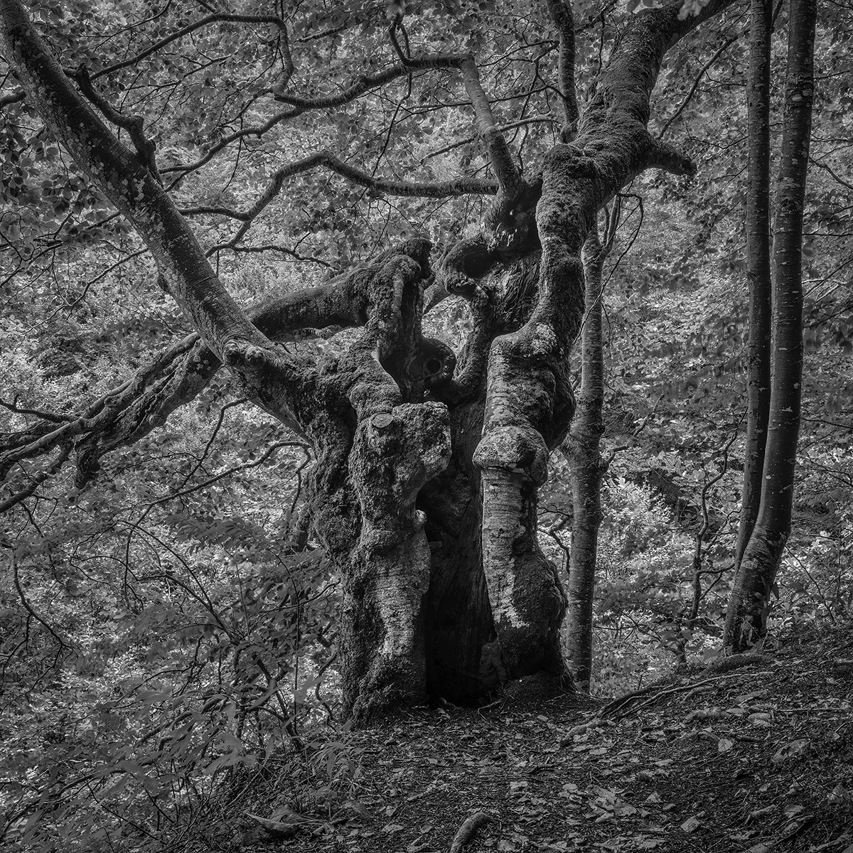 Il Bosco