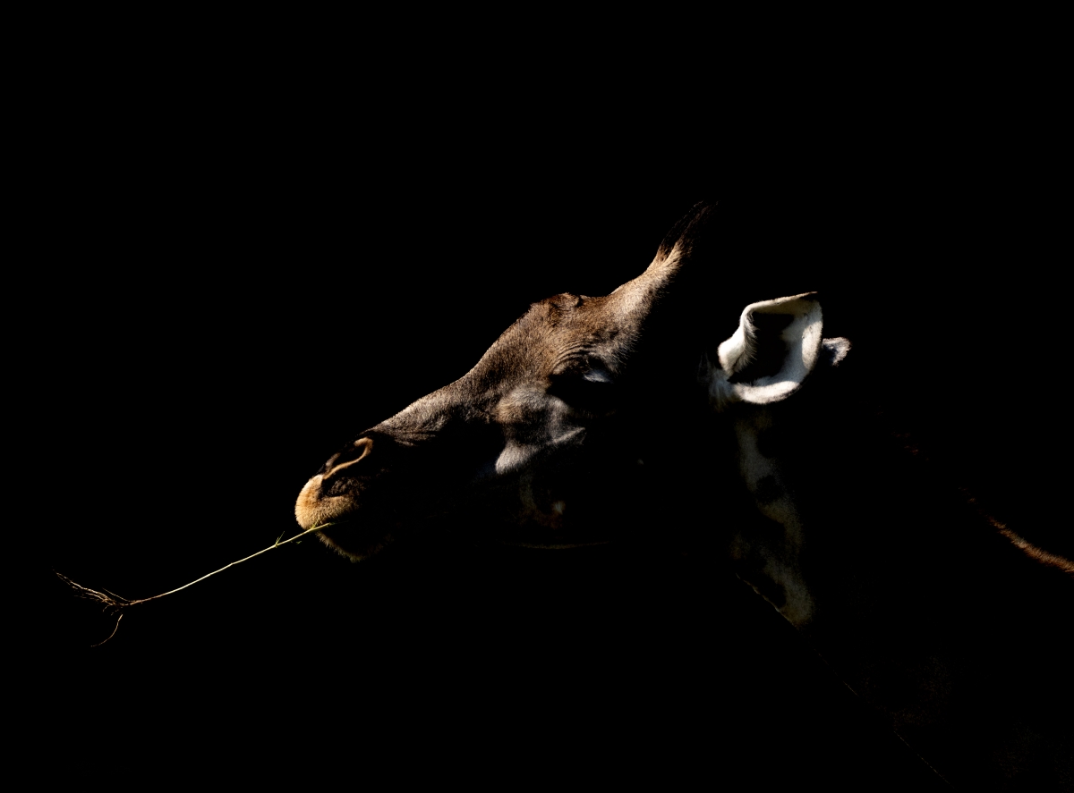 Wild Shadows