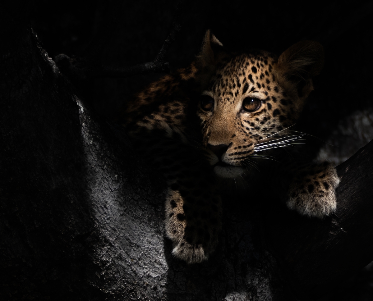 Wild Shadows