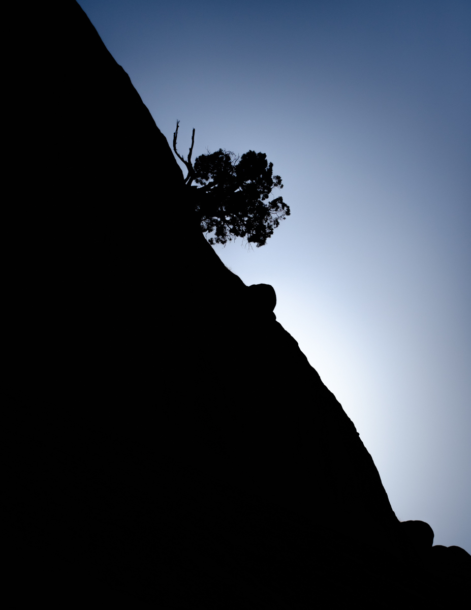 Abscission