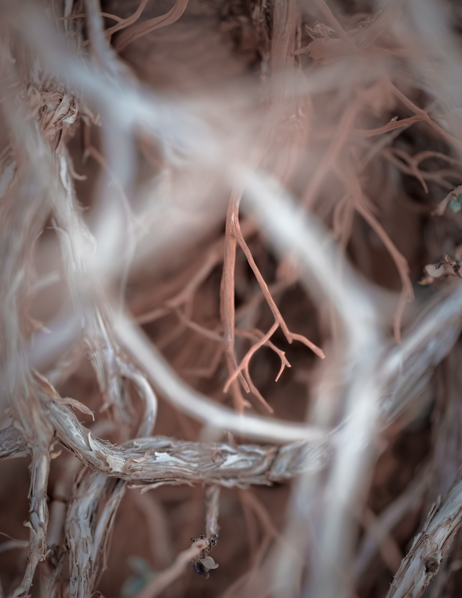 Abscission