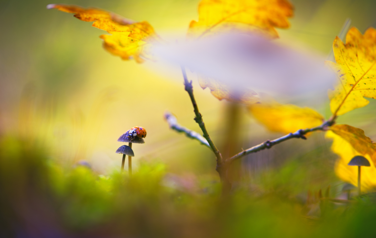 In The Autumn Forest
