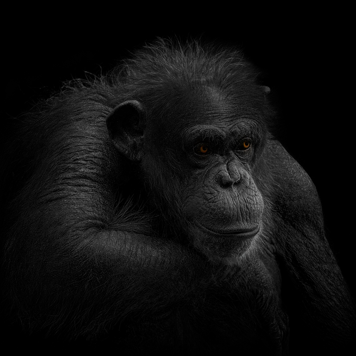 Chimp