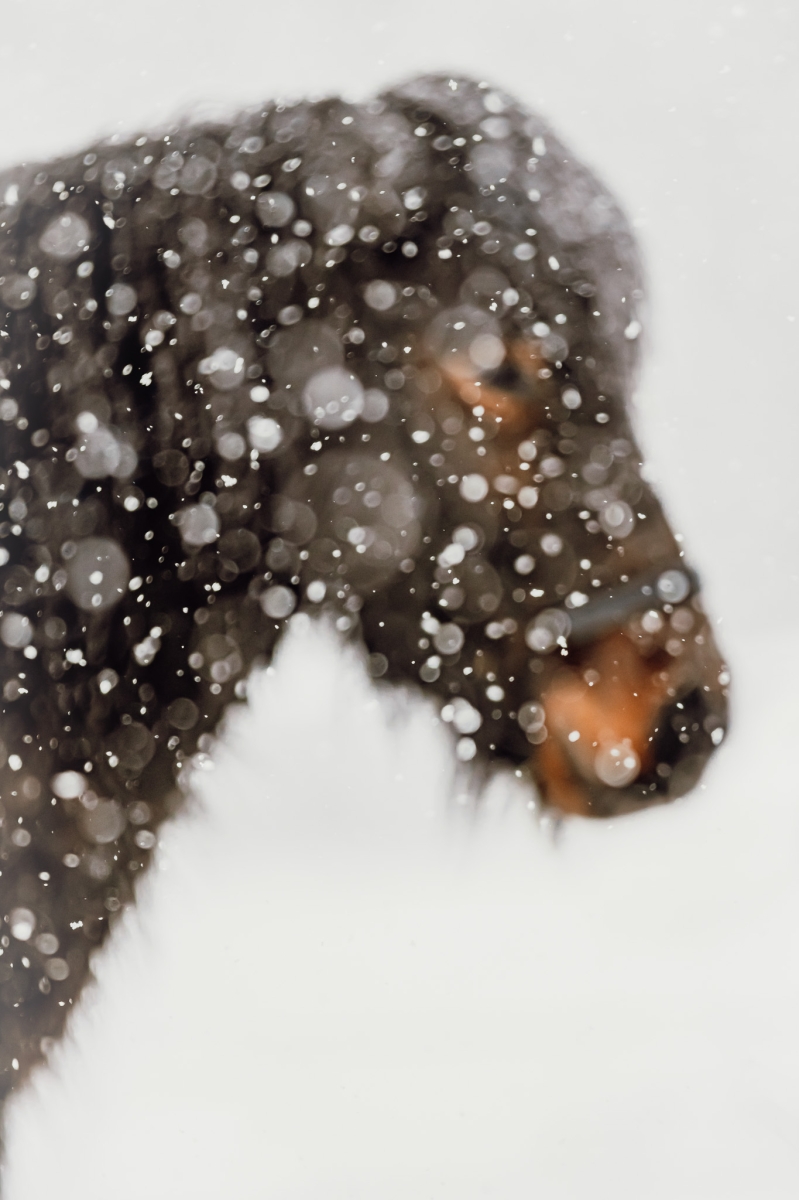 Snowy Whiskers