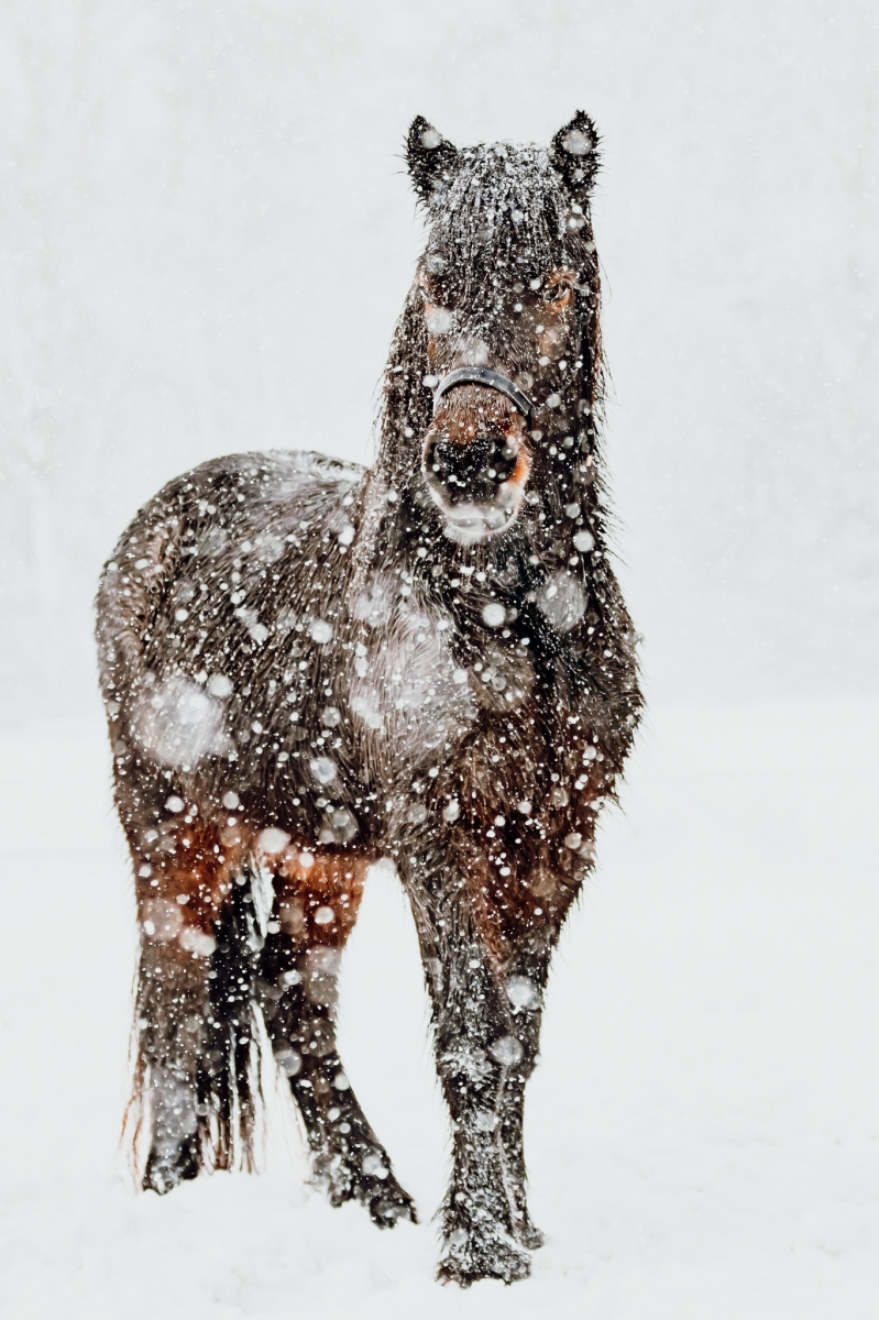 Snowy Whiskers