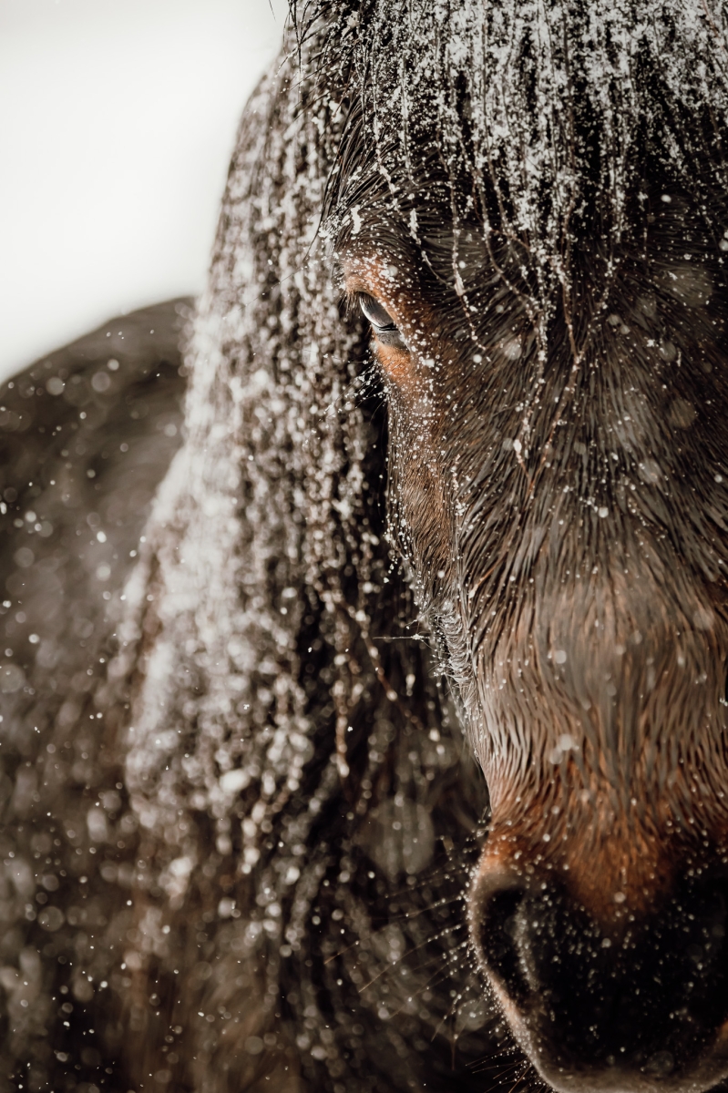 Snowy Whiskers