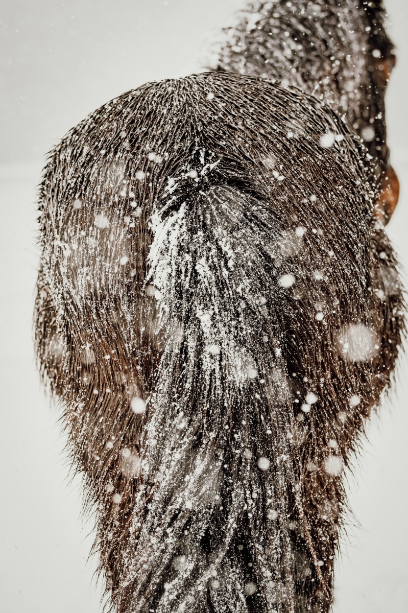 Snowy Whiskers
