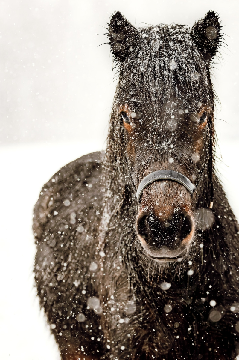 Snowy Whiskers
