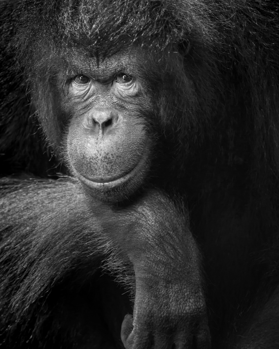 Expression, in Monochrome