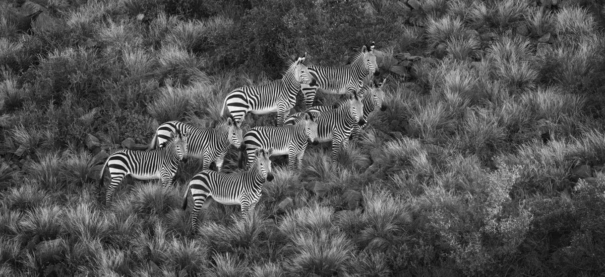 Stripes 