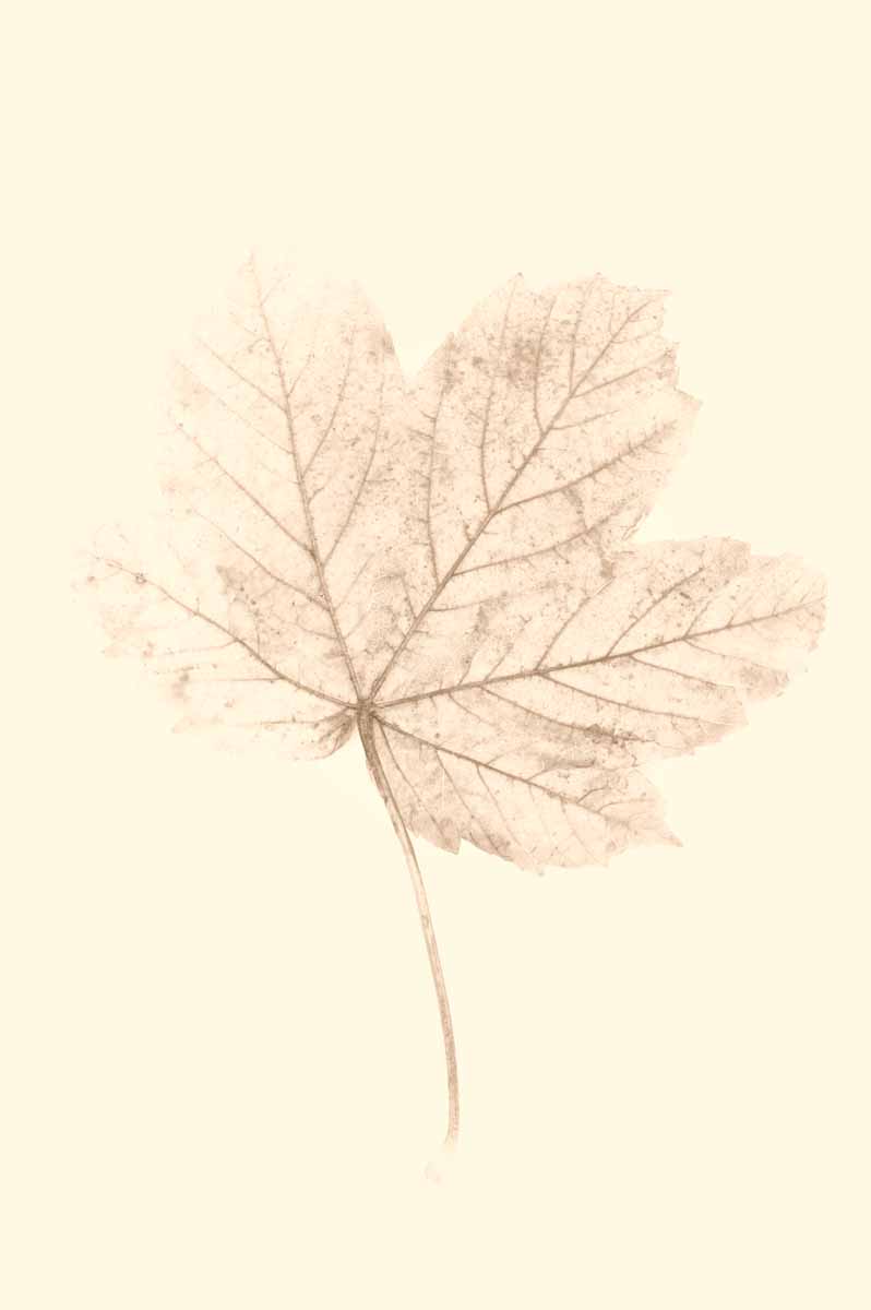 Gentle Leaves