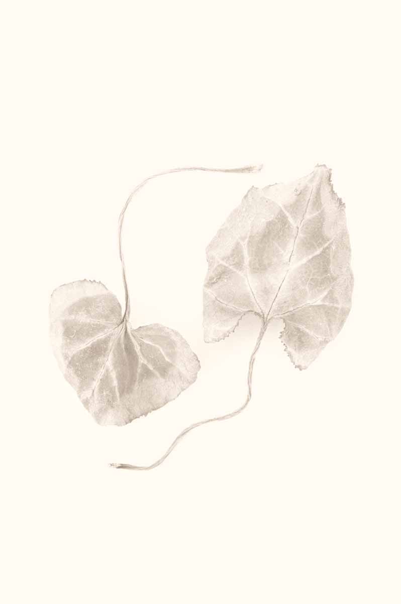 Gentle Leaves