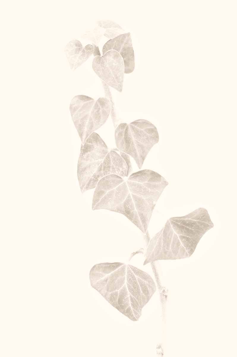 Gentle Leaves