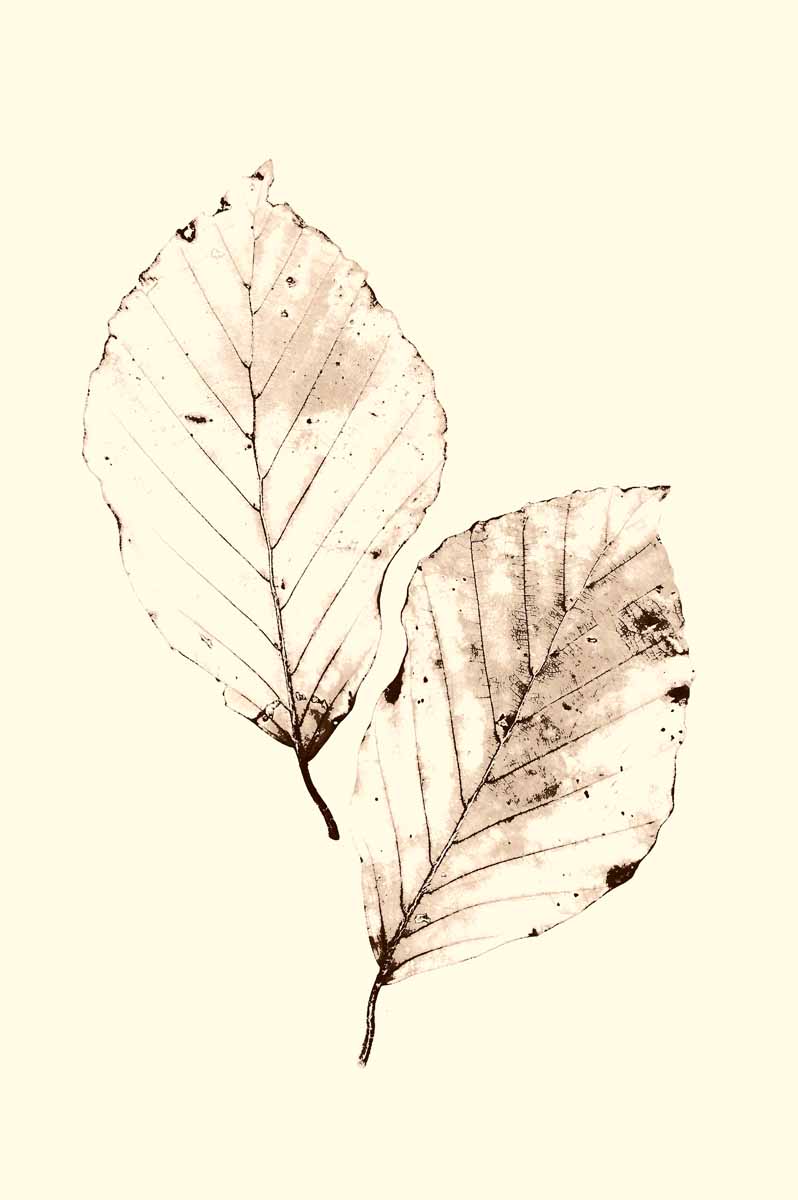 Gentle Leaves