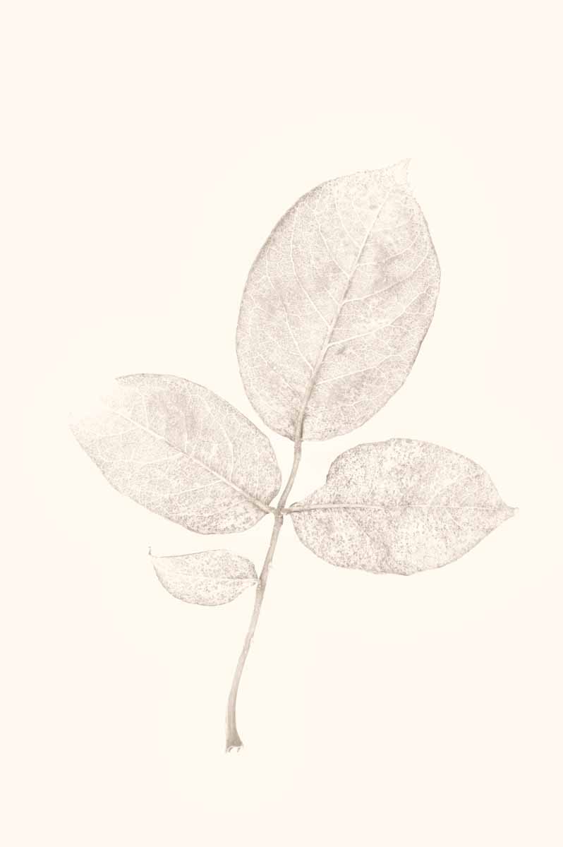 Gentle Leaves