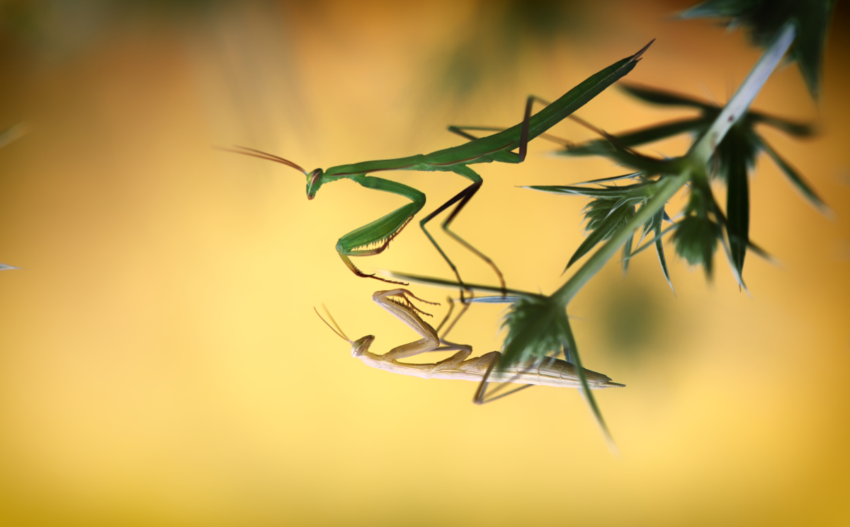 First Contact