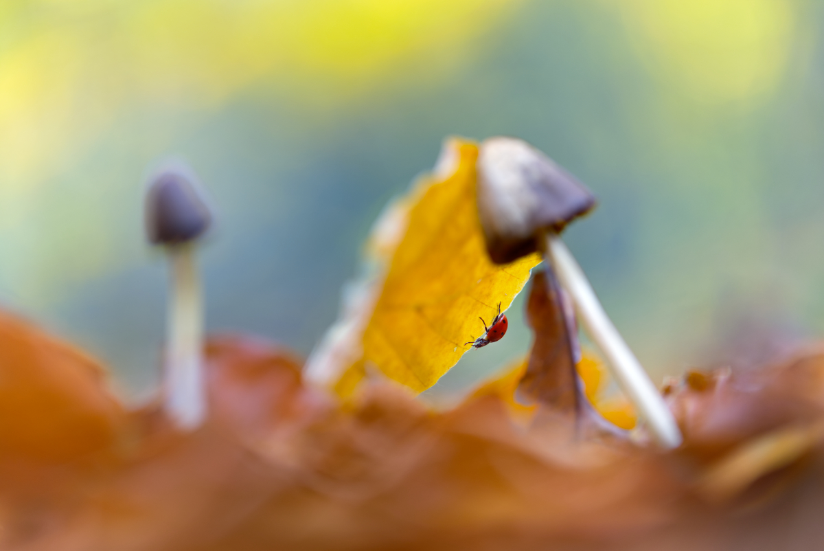 The Enchanted Hidden World