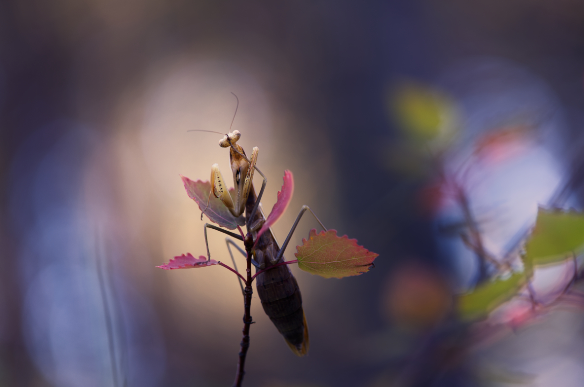 The Enchanted Hidden World