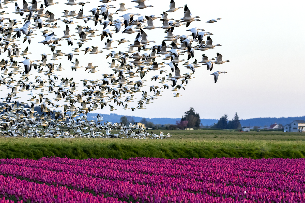 Snow Geese & Tulips