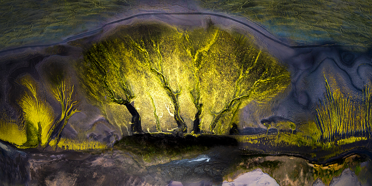 Forest of Light