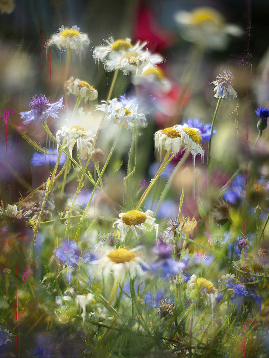 Confessions of an Untamed Mind Garden