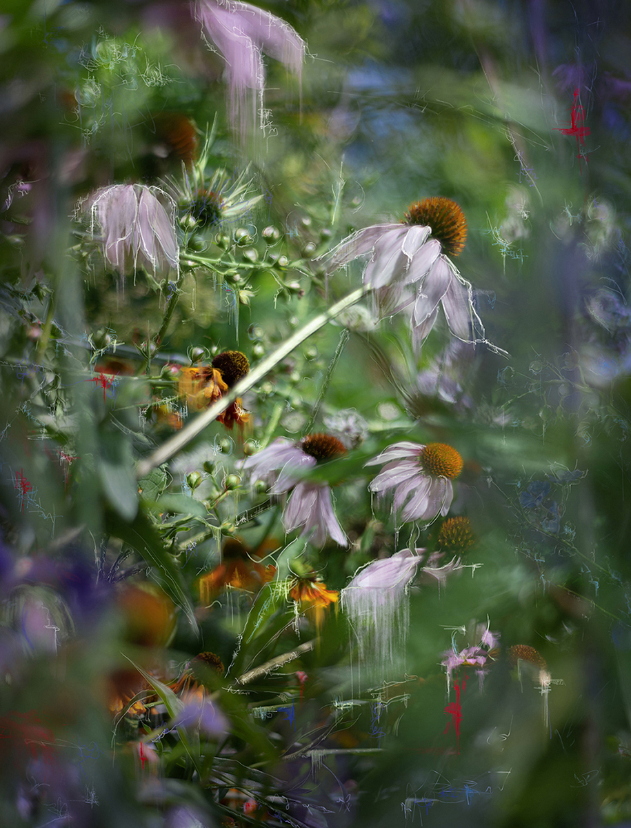 Confessions of an Untamed Mind Garden