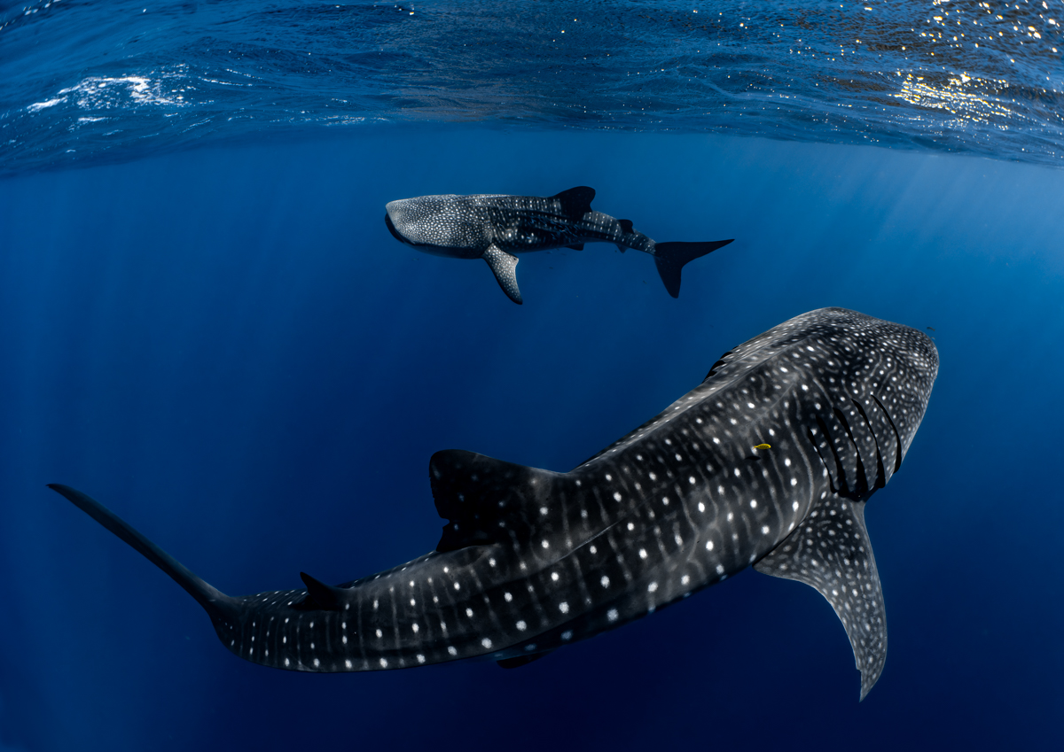 Constellation of the Sea