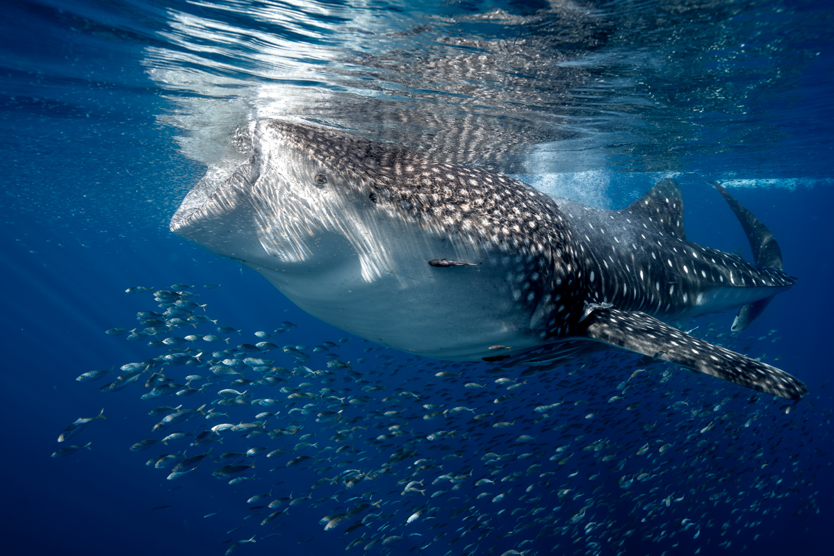 Constellation of the Sea