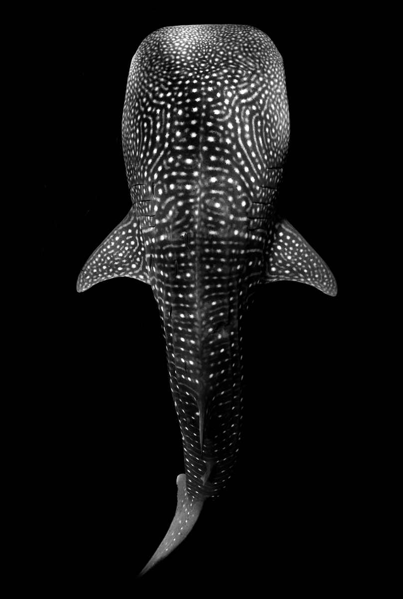 Constellation of the Sea