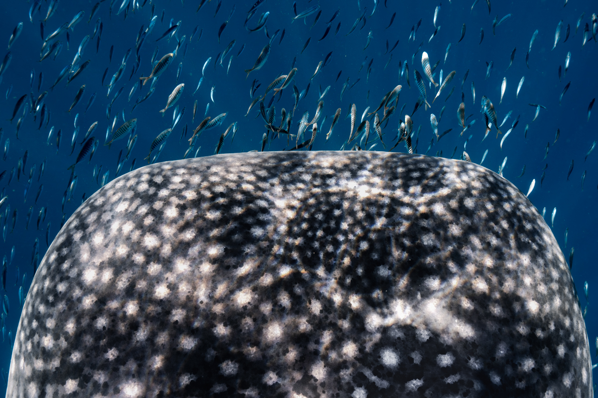 Constellation of the Sea
