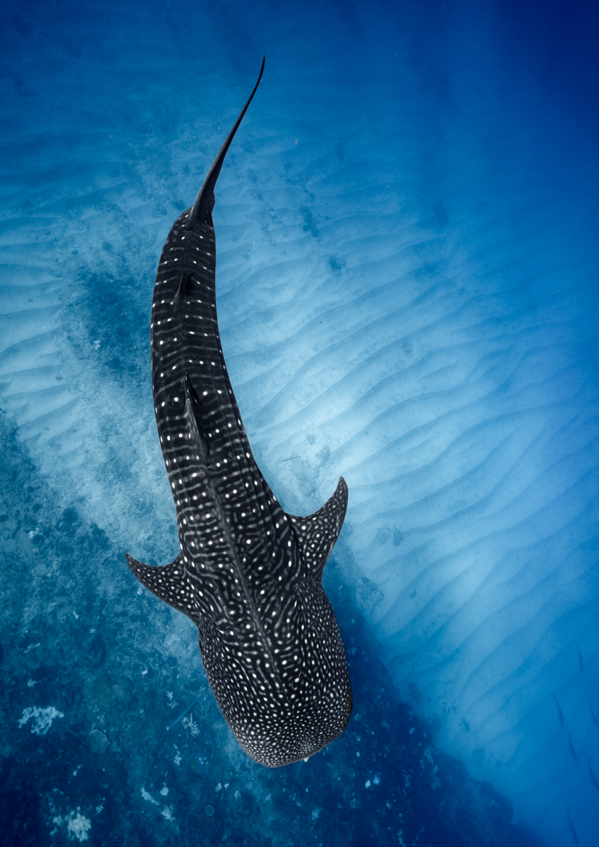 Constellation of the Sea