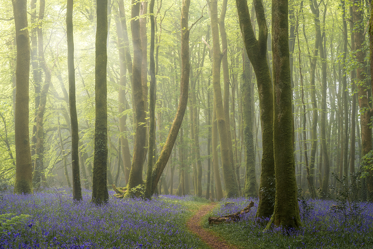 Bluebells Woodland Walk