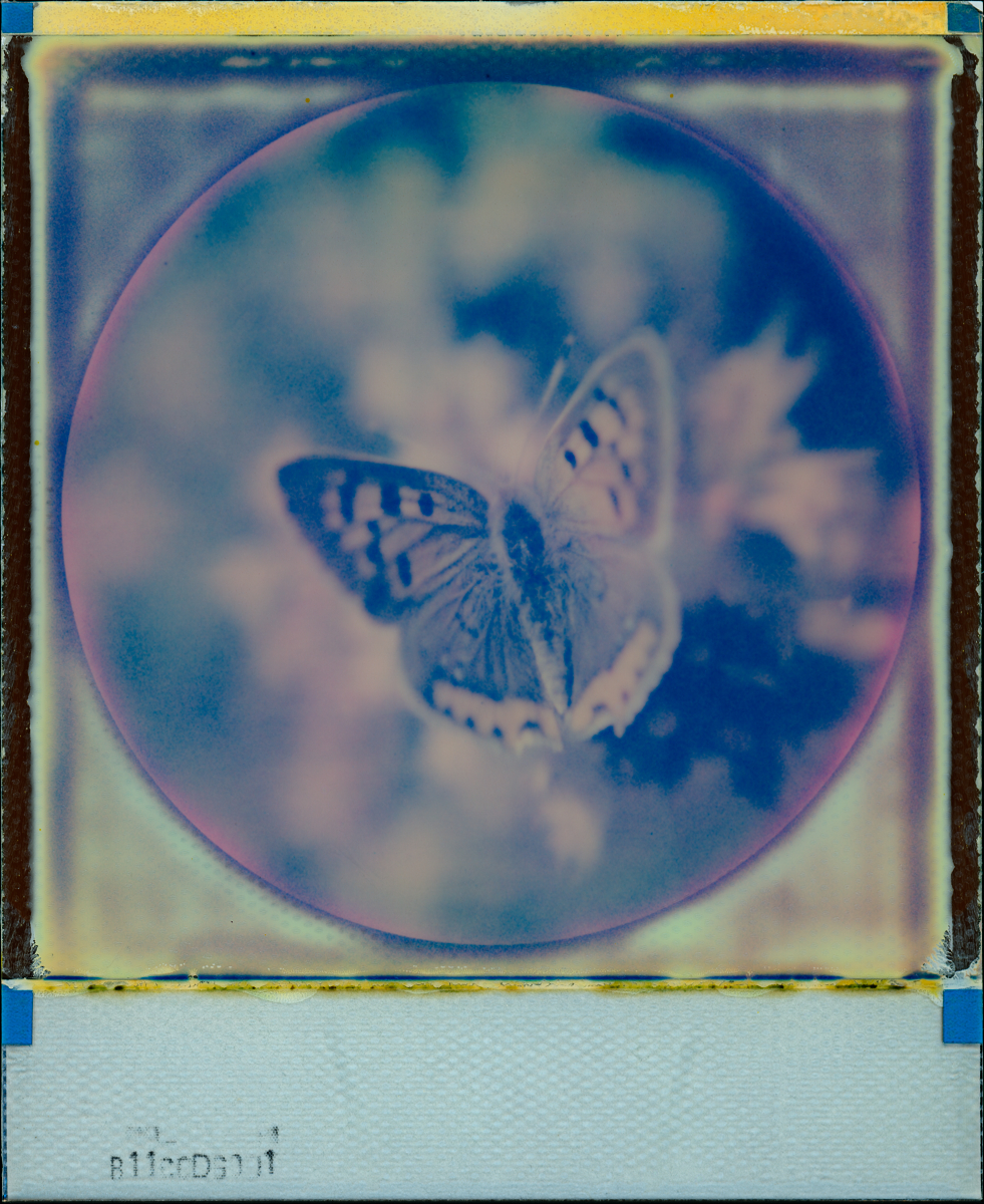 Butterfly Angel