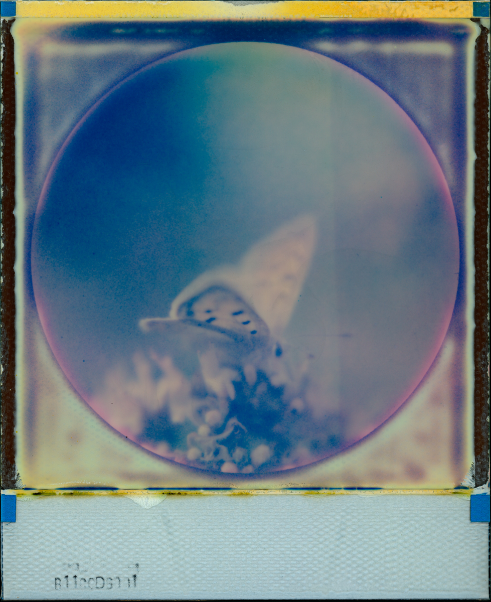Butterfly Angel