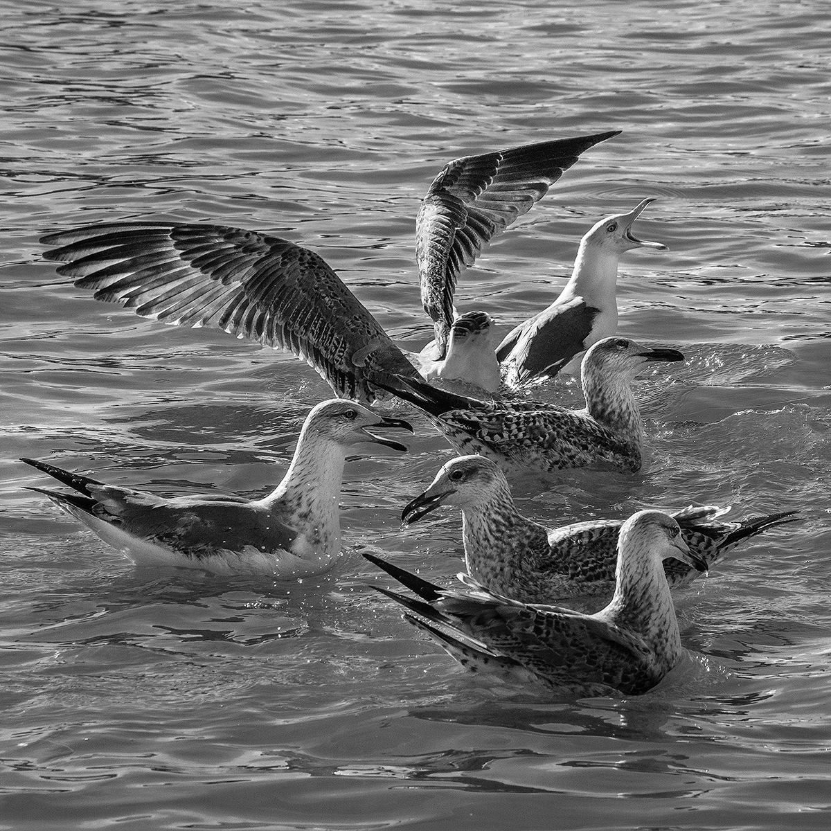 Seagulls in the water