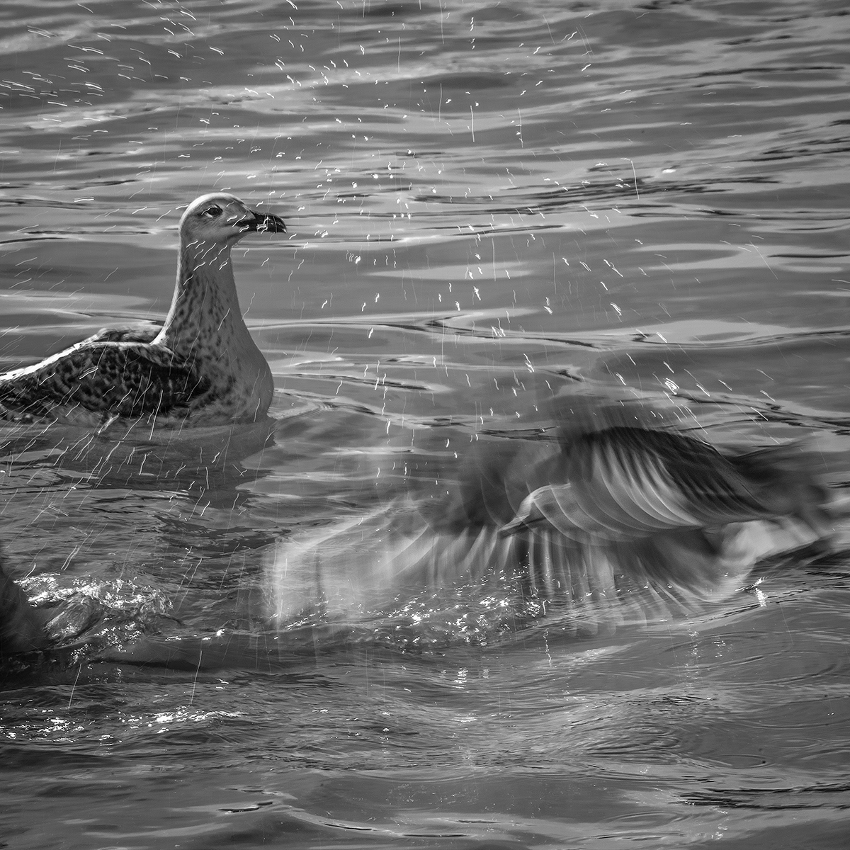 Seagulls in the water