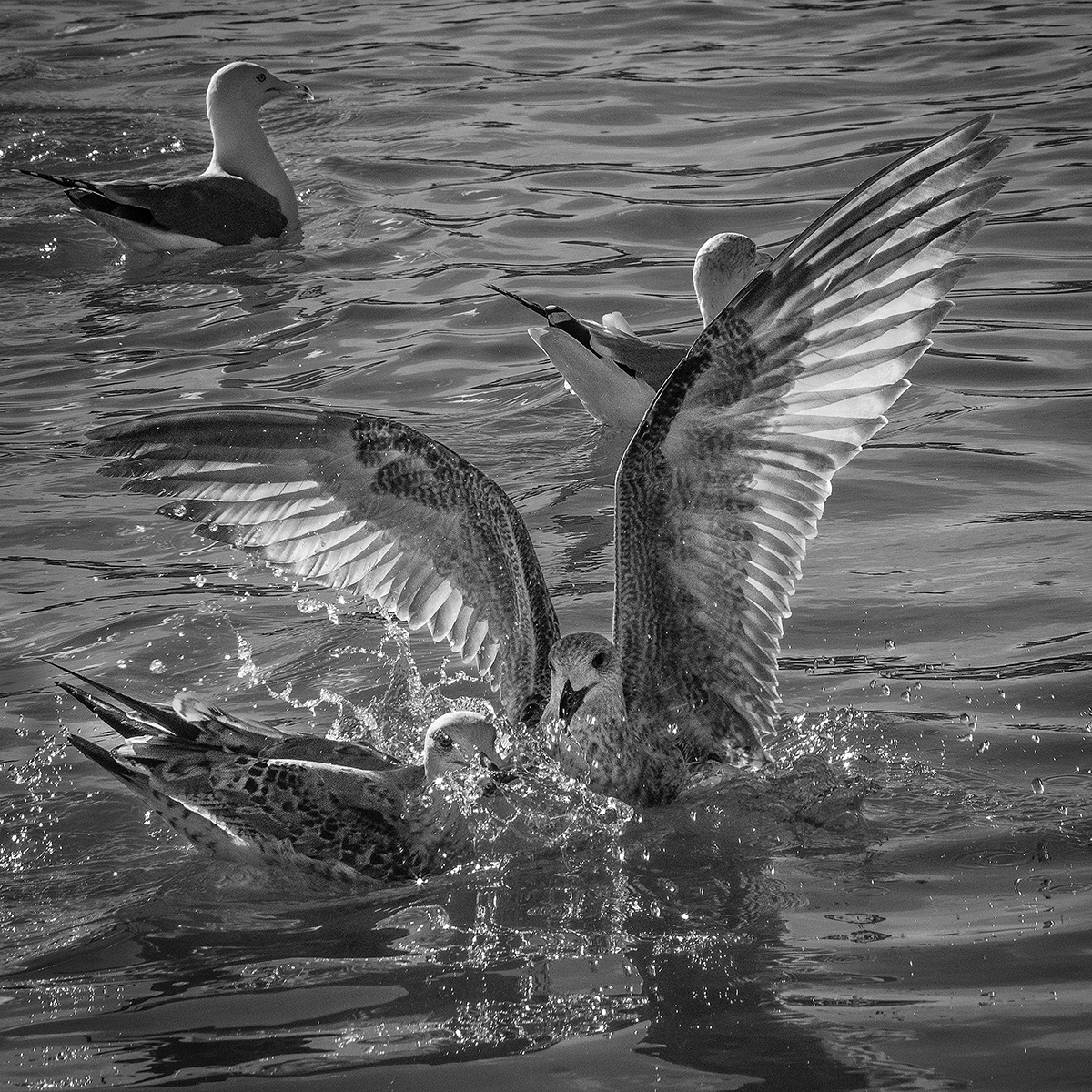 Seagulls in the water
