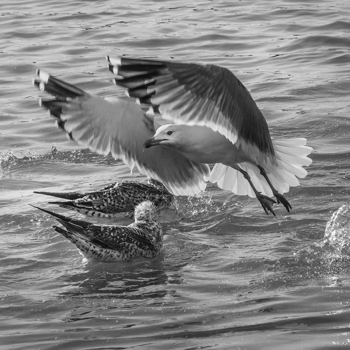 Seagulls in the water