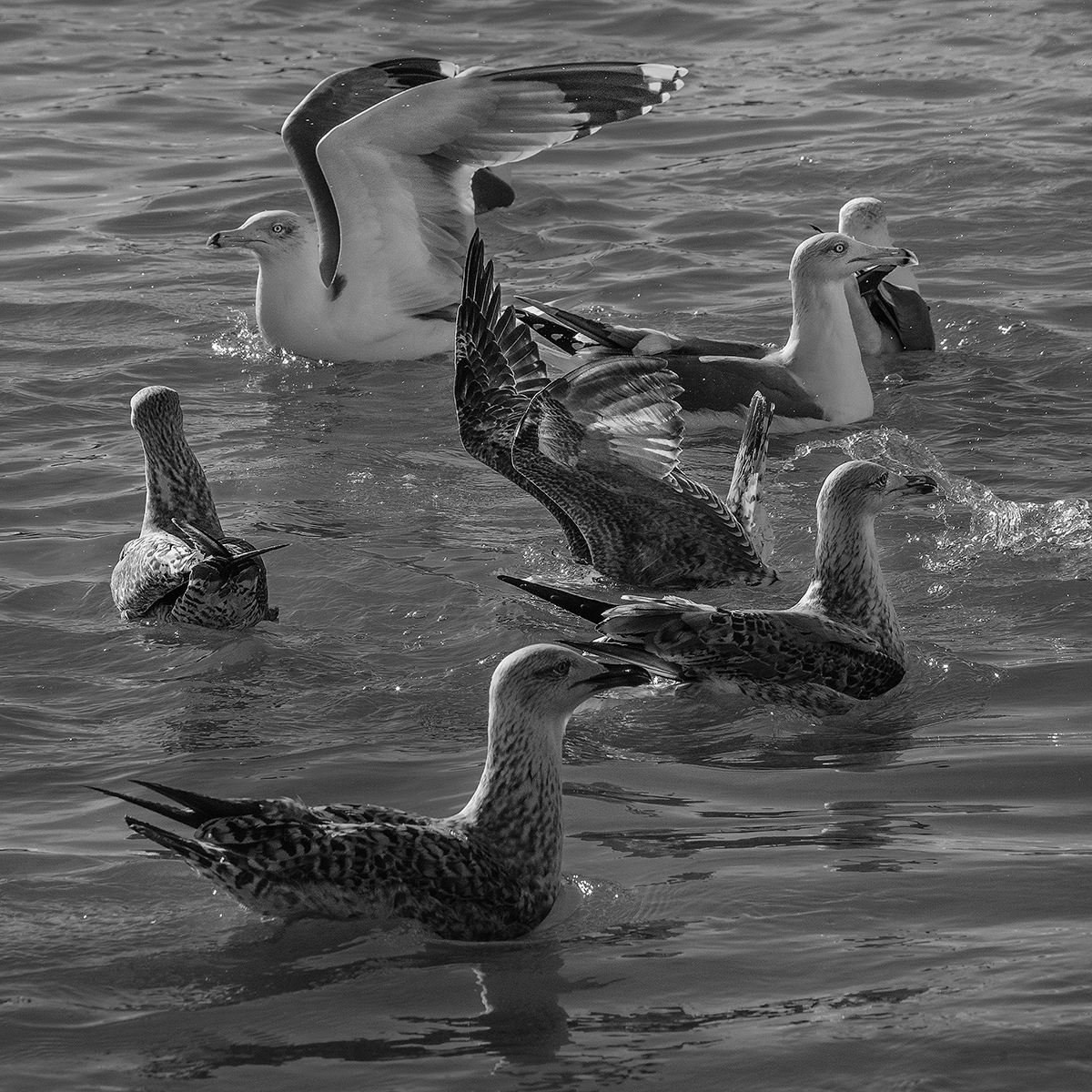 Seagulls in the water