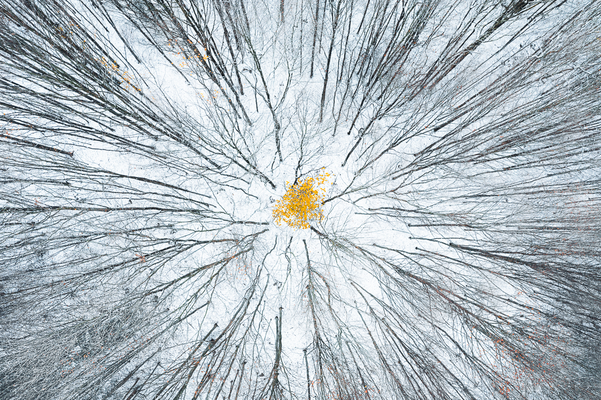 Winter Flower