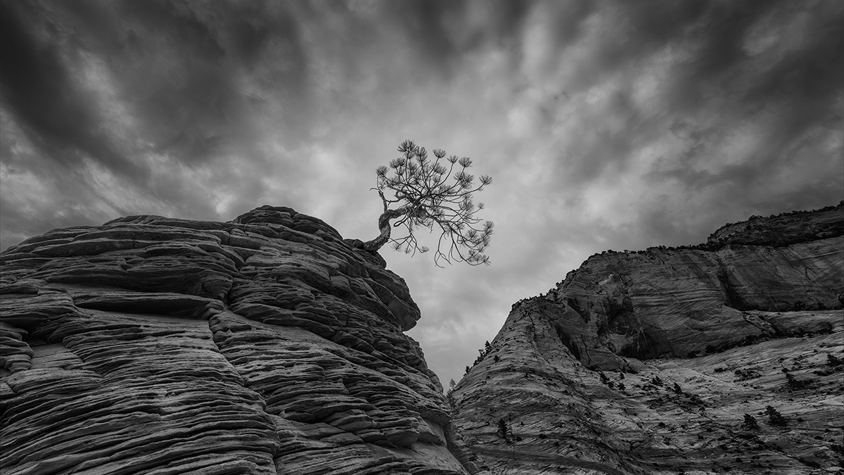Growing Tenaciously
