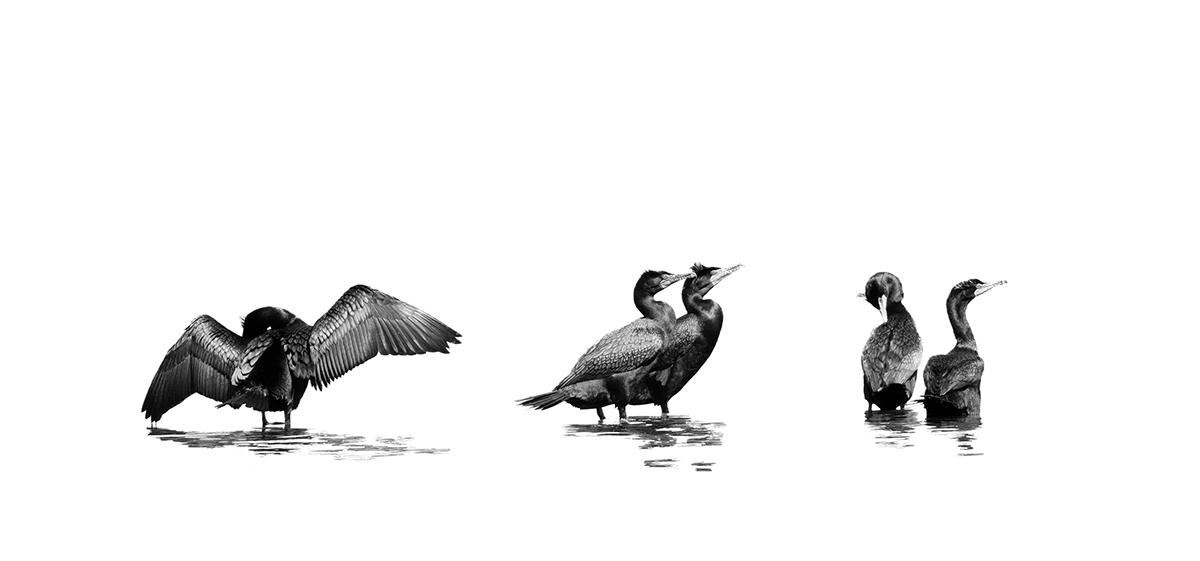 Cormorant Study