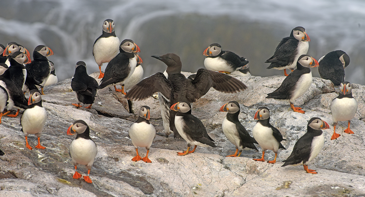 Puffin 