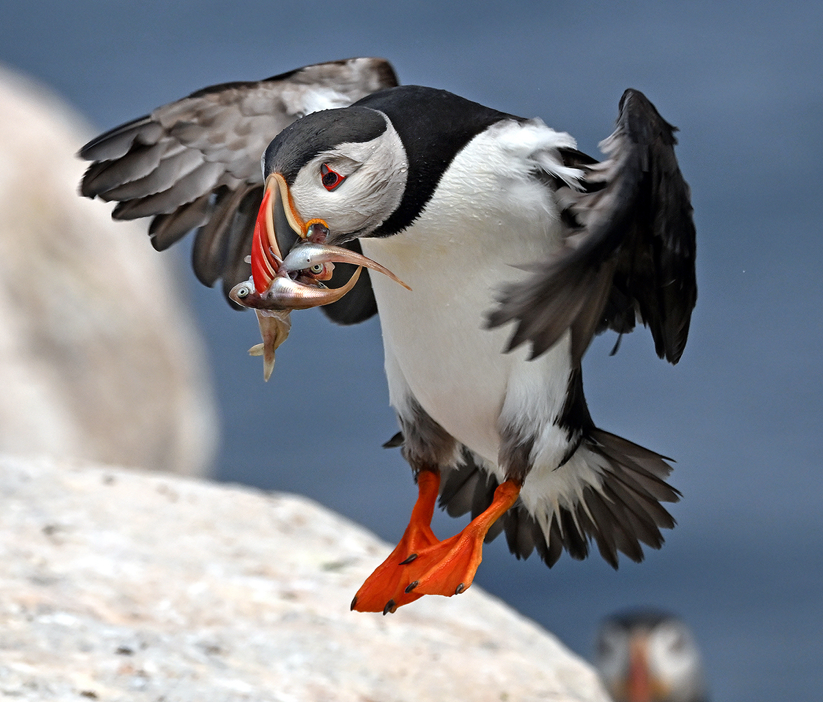 Puffin 
