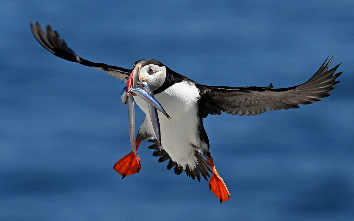Puffin 