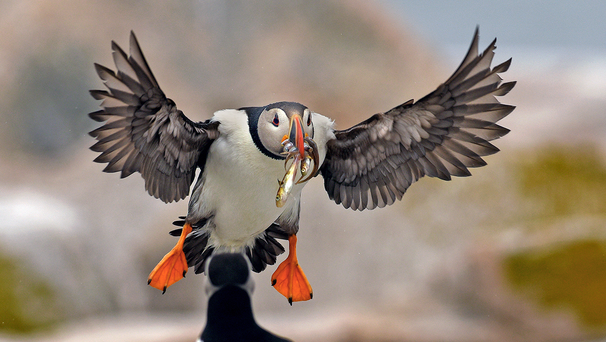 Puffin 