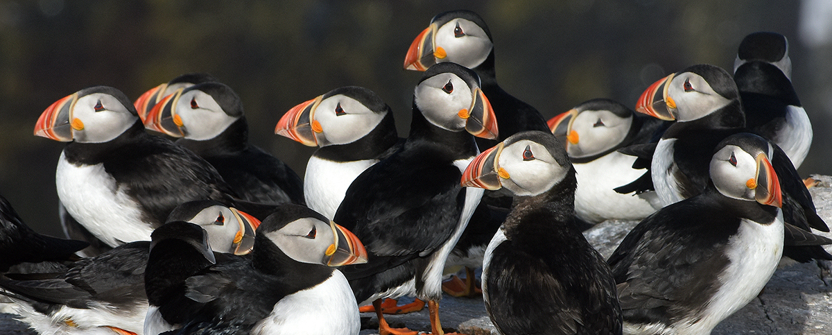 Puffin 
