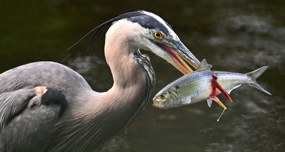 Heron Harpoon