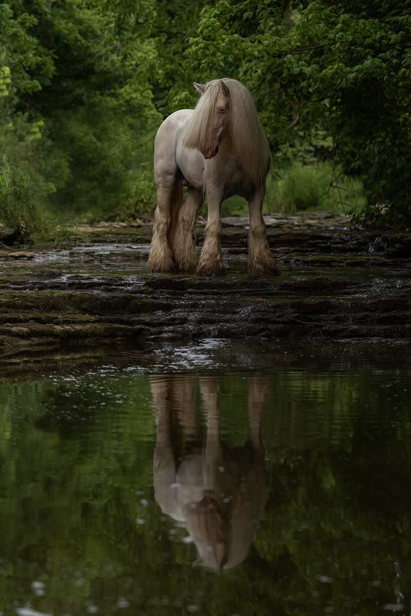 Reflection