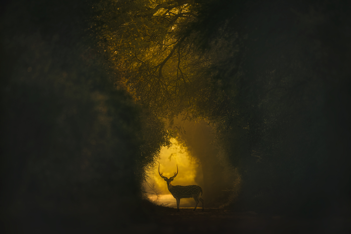 Silhouetted serenity